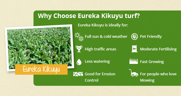 kikuyu turf