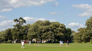 sir walter turf cricket