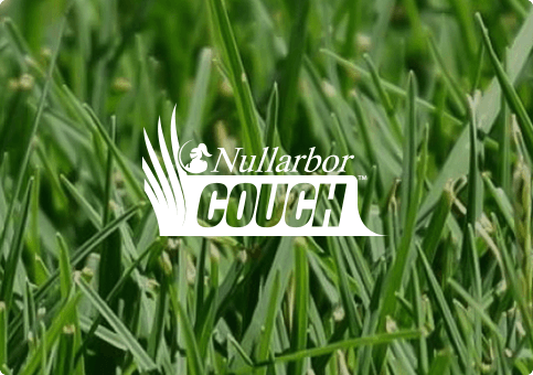 Nullarbor Couch Turf