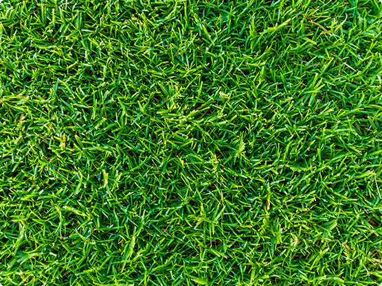  Australia's most resilient turf variety: Sir Grange