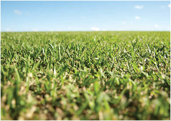 Versatile all rounder turf variety: Eureka Kikuyu PBR