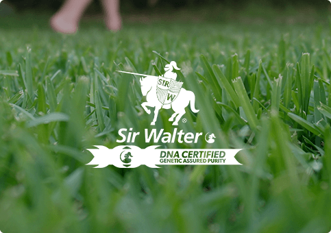 Sir Walter Buffalo Turf