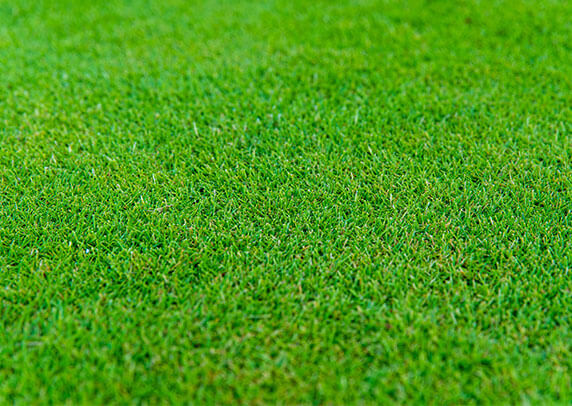 #1 zoysia grass in the USA