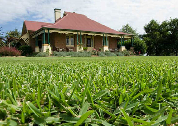 Drought tolerant