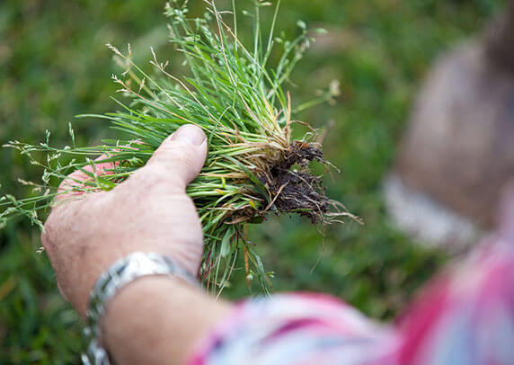 Weed resistant