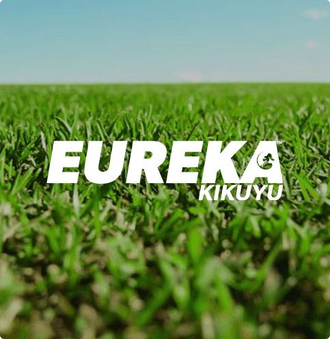 Eureka Kikuyu PBR Turf