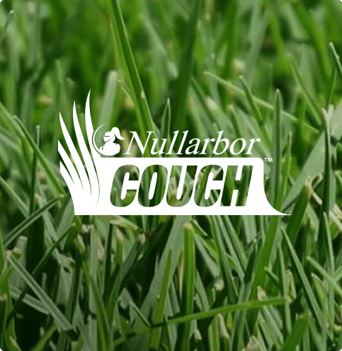 Nullarbor Couch Turf