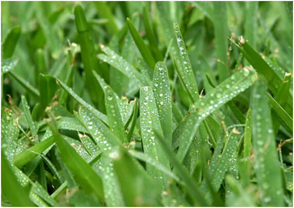 Sir Walter Buffalo Grass in Sydney | Buy DNA Certified Turf