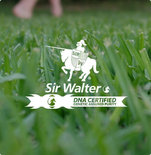 Sir Walter Buffalo Turf