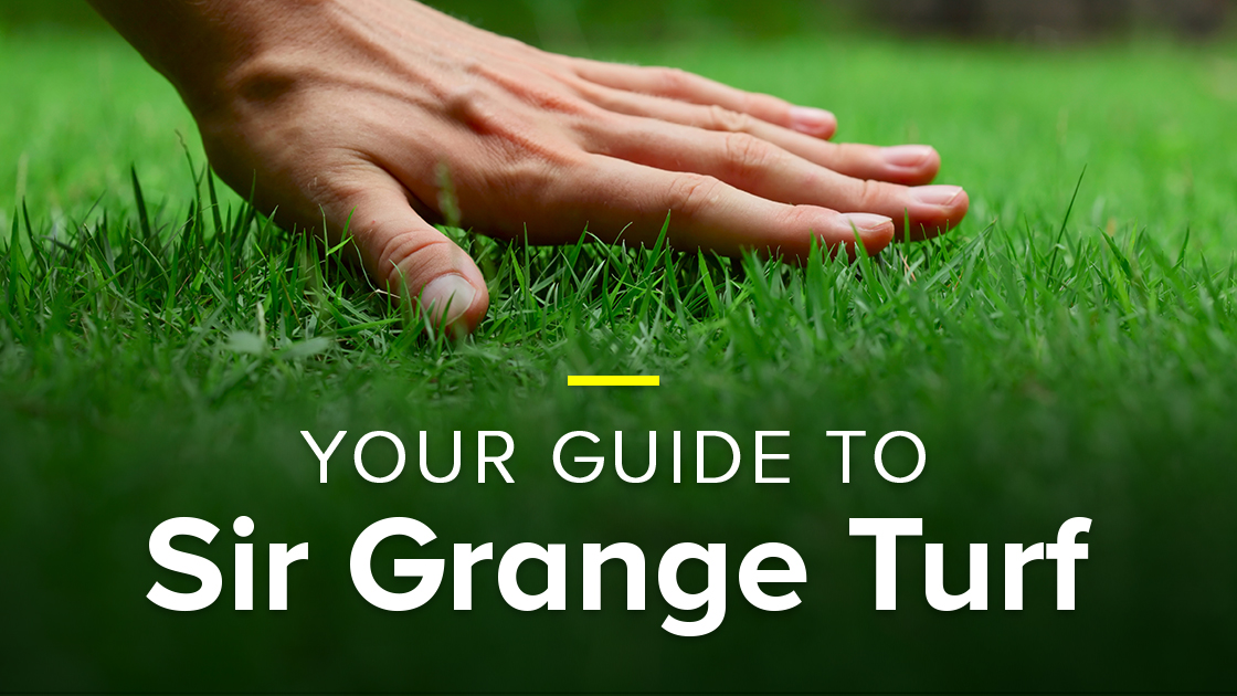 Your guide to Sir Grange Turf