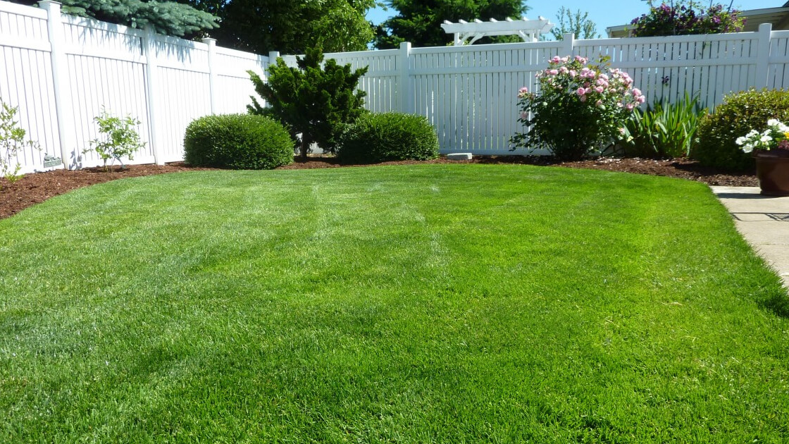 How do I take care of my grass in the heat?