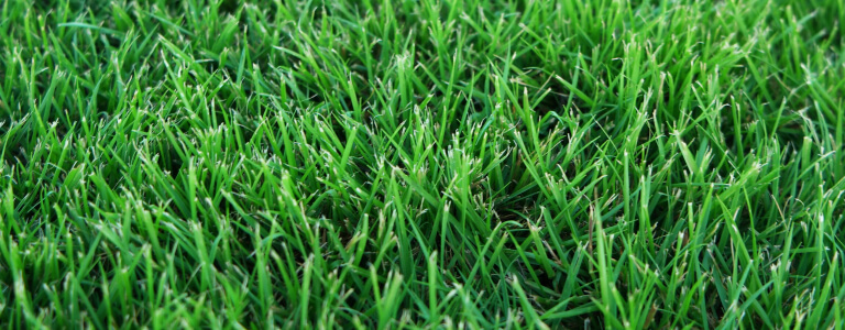 How To Determine High-quality Turf - What To Look For