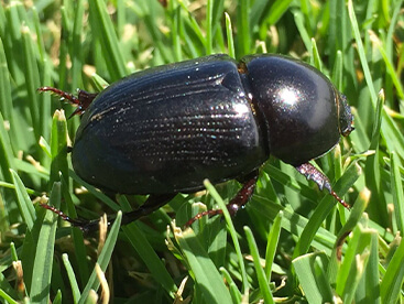 African Black Beetle