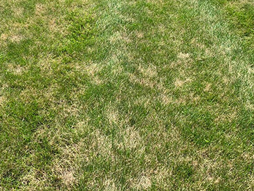 Turf Diseases - Sydney Lawn & Turf Supplies