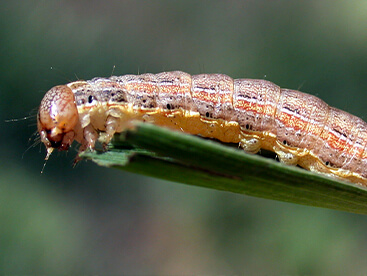 Lawn Armyworm