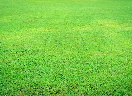 Lawns clean the air