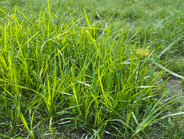 Nut Grass