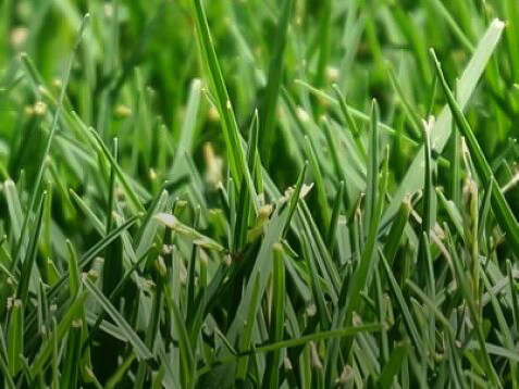 Instant Lawn Solutions Experts | Sydney Lawn & Turf Supplies