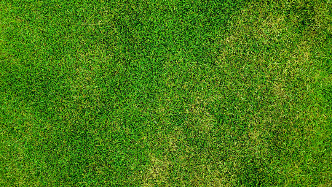 What should new turf look like?