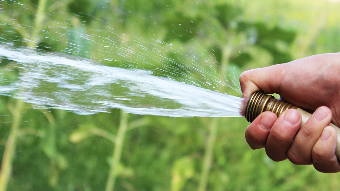 When should you water your lawn?