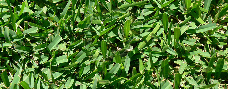 Heat and drought tolerance: Buffalo vs Kikuyu