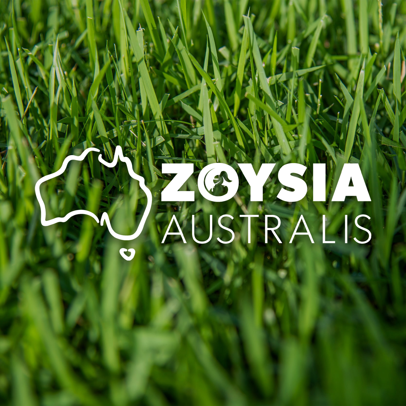 Zoysia Australis Turf