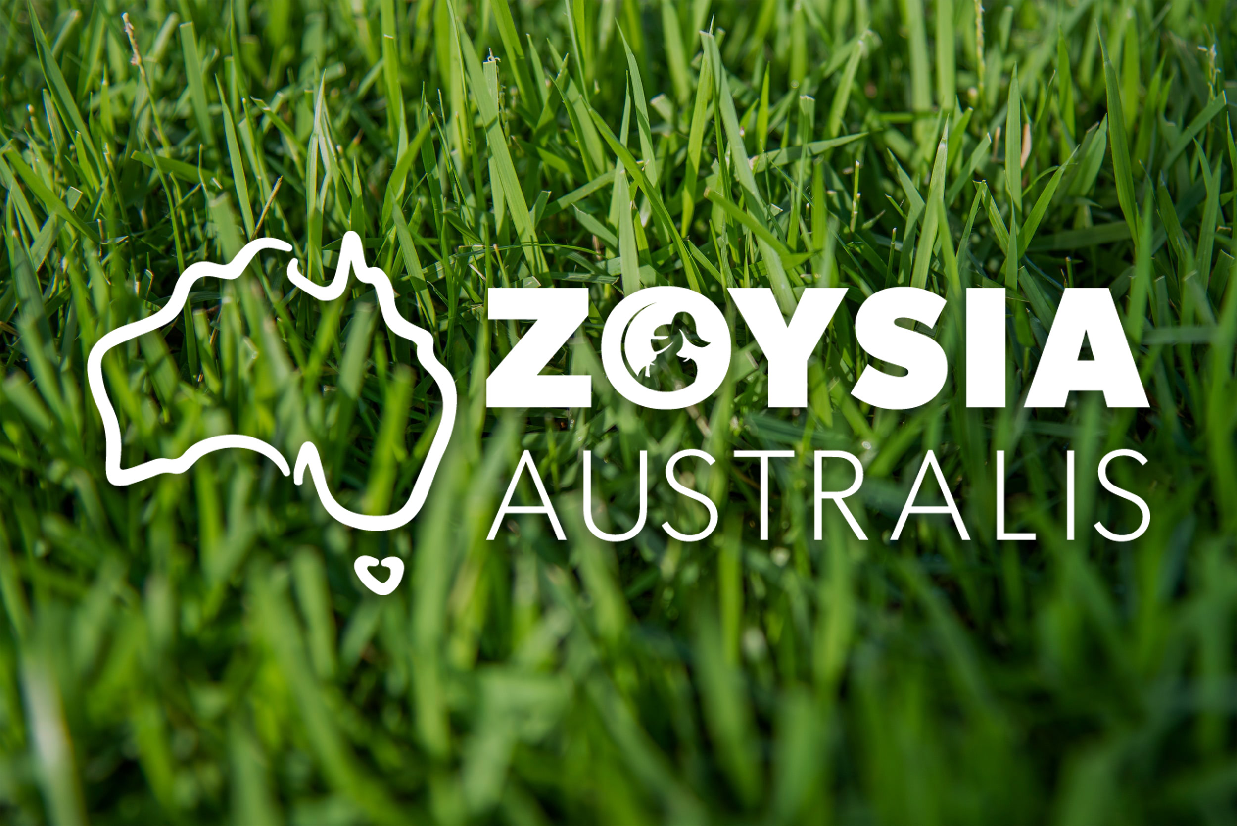 Zoysia Australis Turf