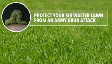 How to Protect your Sir Walter lawn from an Army Grub attack