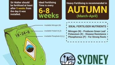 Quick & Effective Tips on Fertilising Your Sir Walter